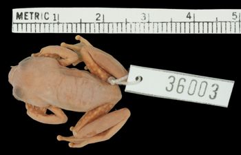 Media type: image;   Herpetology A-36003 Aspect: dorsal